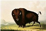 A Bison, circa 1832